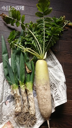 野菜収穫2