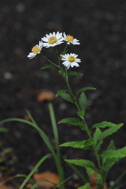 IMG_7187ノコンギクの白花