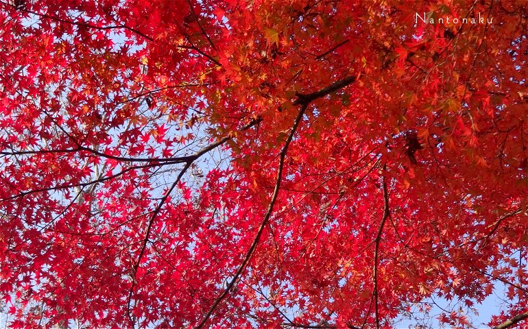 真っ赤な紅葉よりも　いろいろな色が混ざった紅葉が好きだけどね