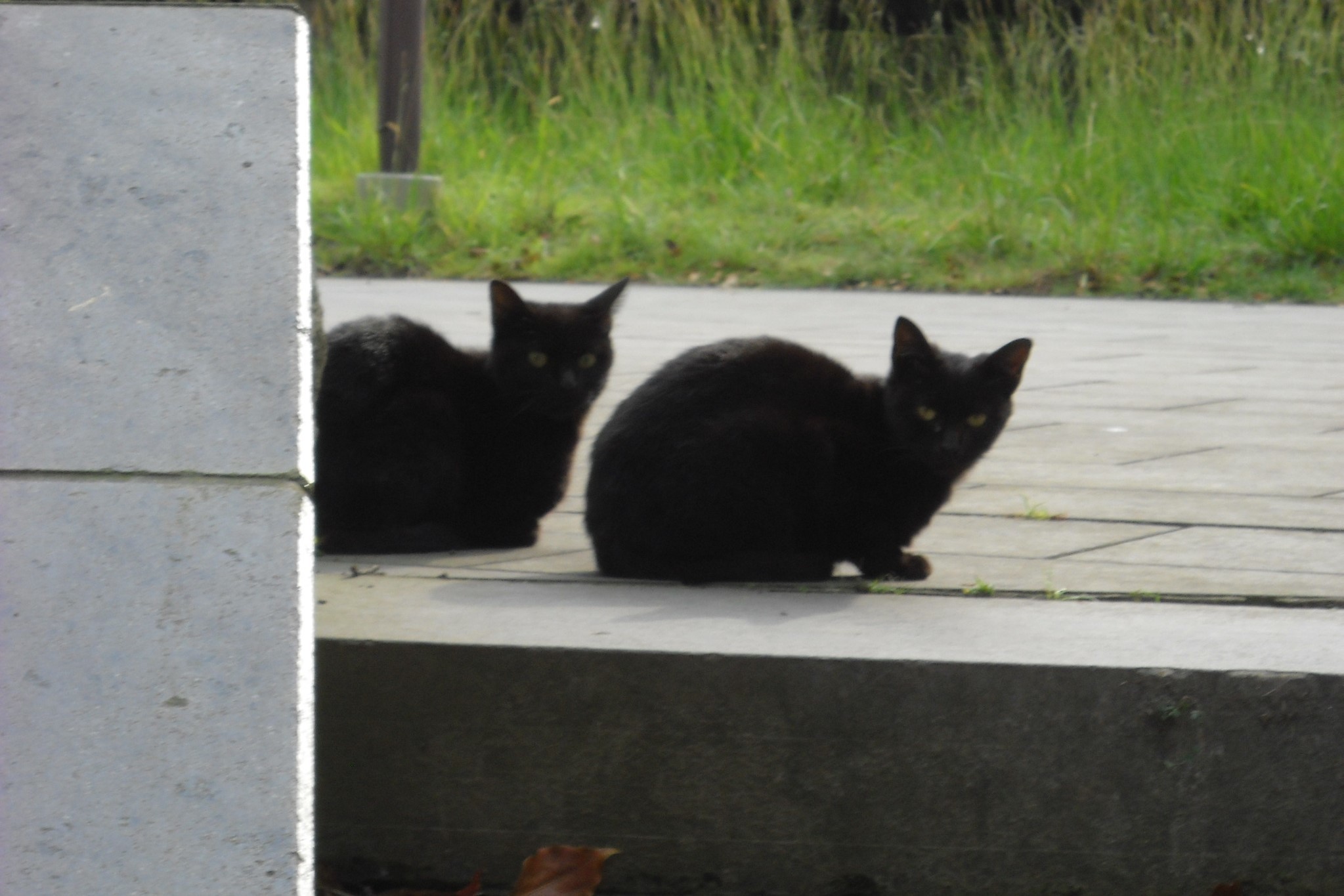 黒猫二匹