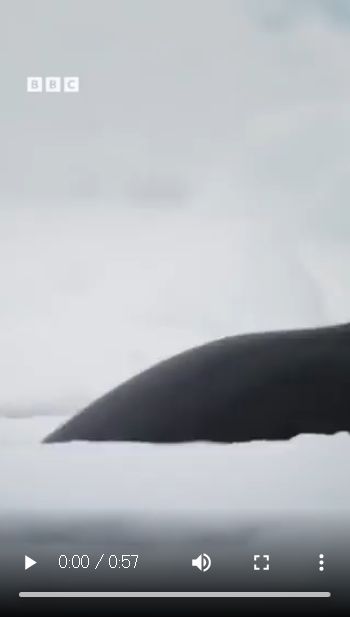 【動画】シャチがアザラシを狩る方法が恐ろしいんだが・・・
