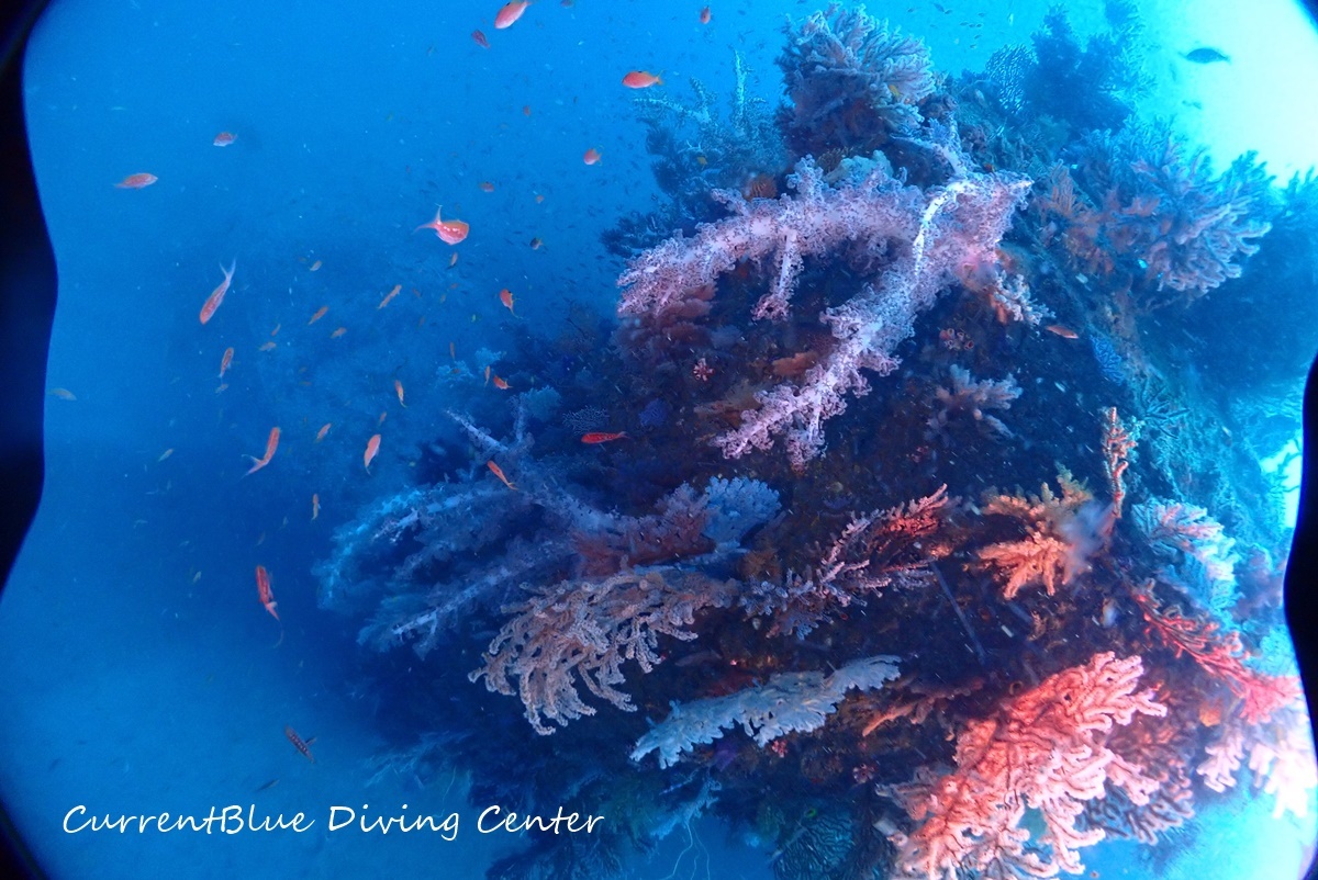 01カレントブルー熱海ツアー珊瑚とハナダイ (6)