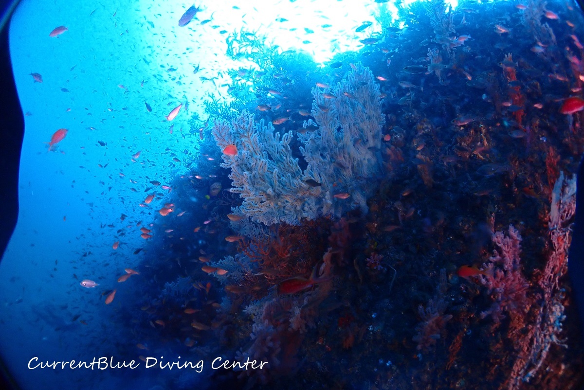 01カレントブルー熱海ツアー珊瑚とハナダイ (8)