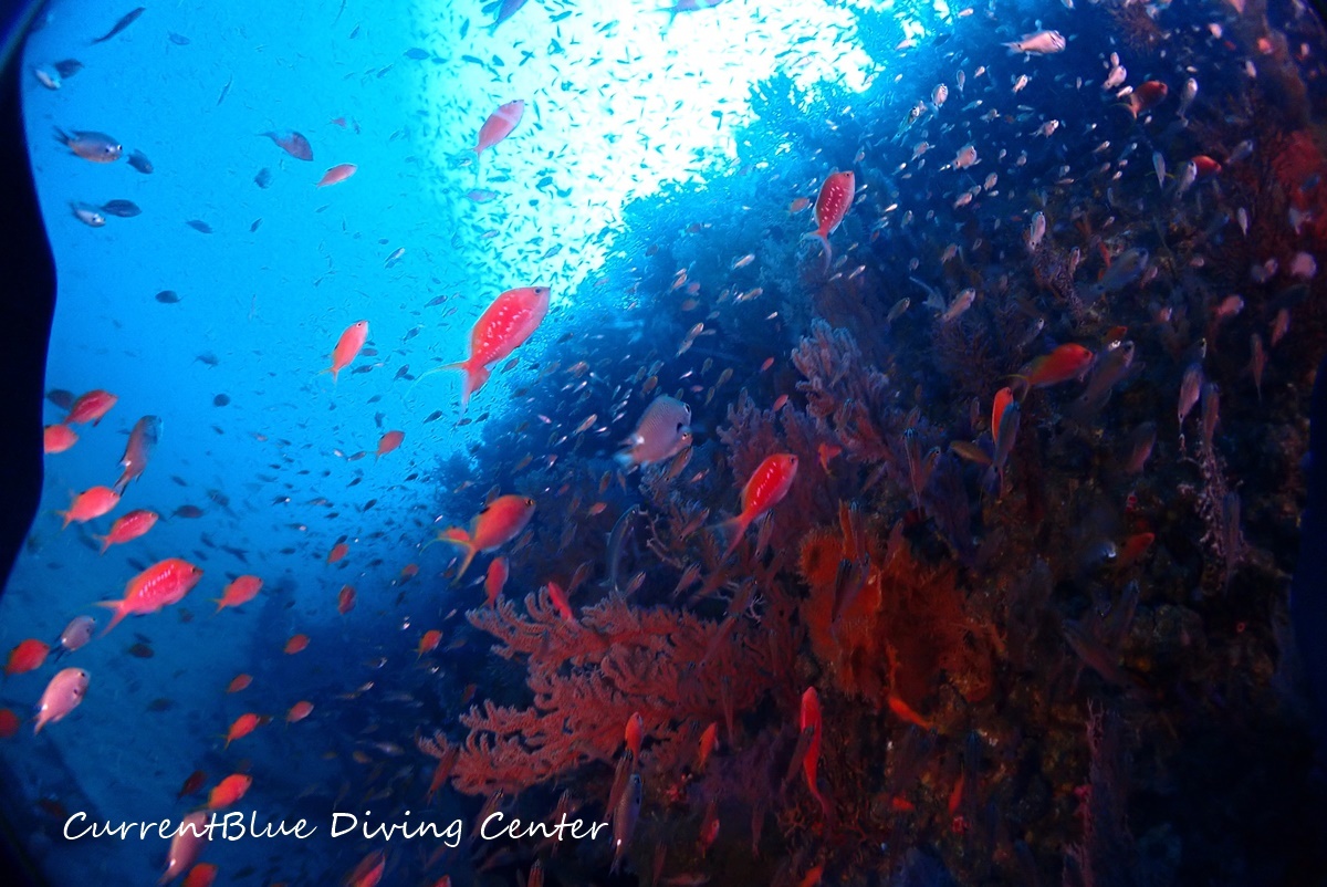 01カレントブルー熱海ツアー珊瑚とハナダイ (9)