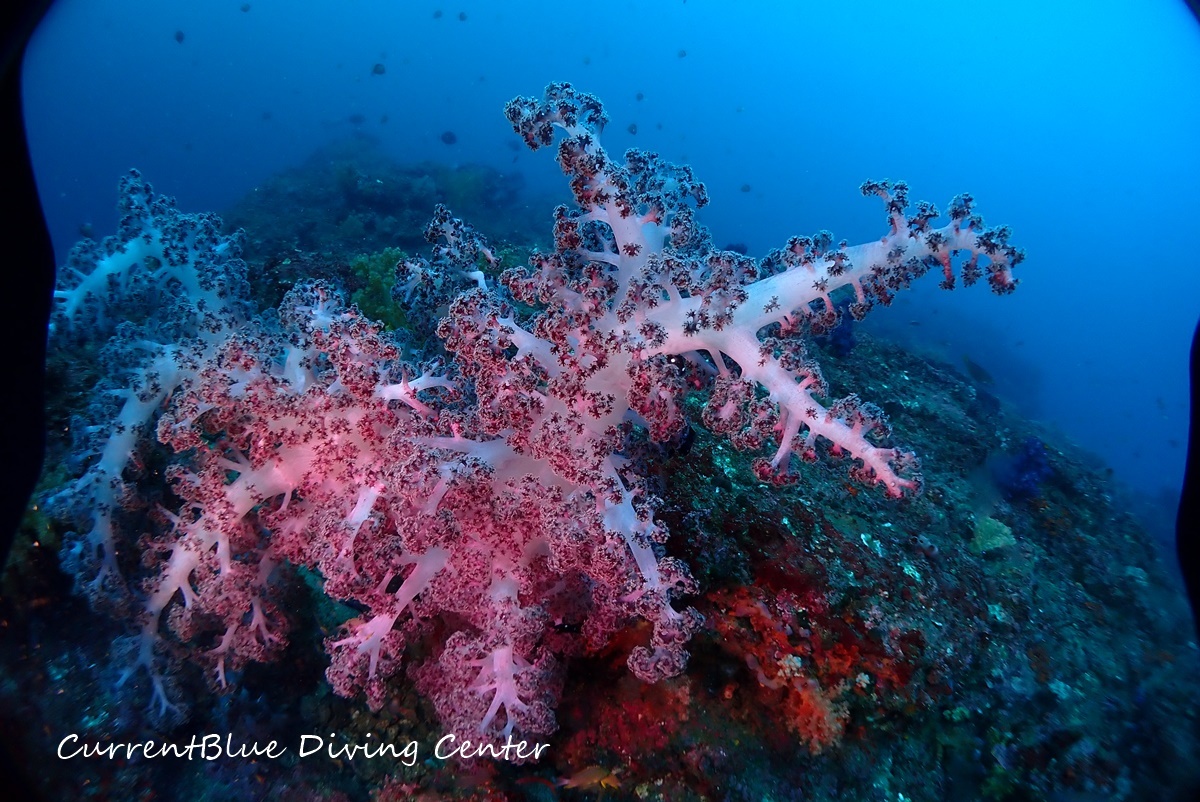 01カレントブルー熱海ツアー珊瑚とハナダイ (19)