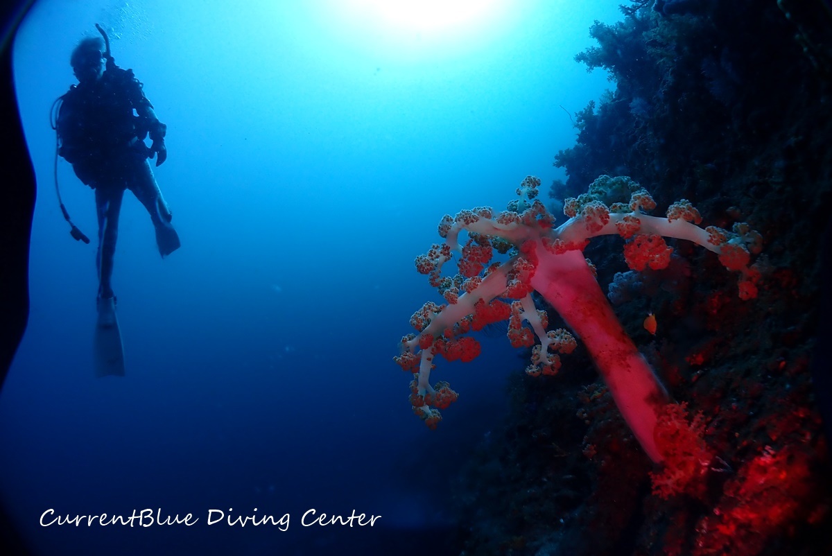 01カレントブルー熱海ツアー珊瑚とハナダイ (20)