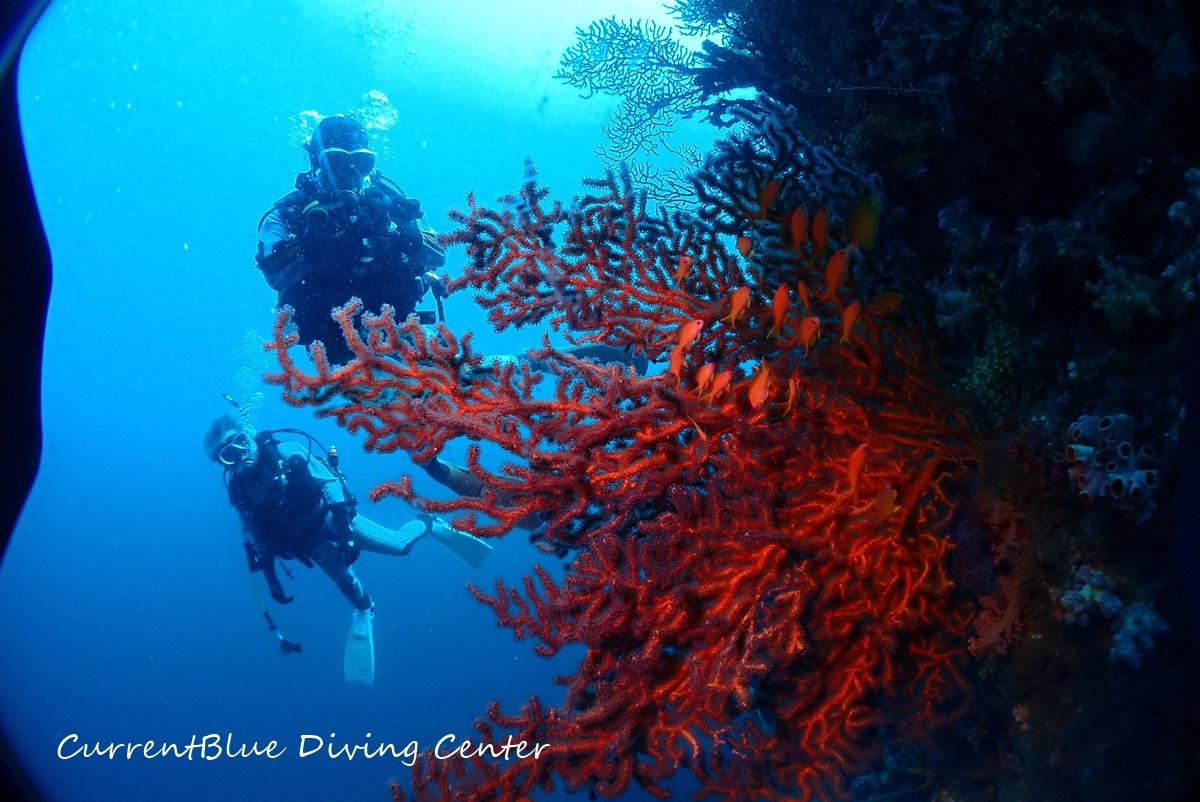 01カレントブルー熱海ツアー珊瑚とハナダイ (21)