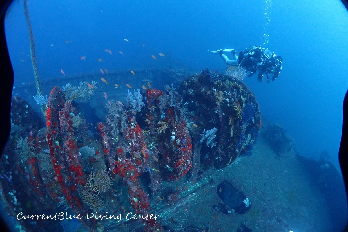 01カレントブルー熱海ツアー珊瑚とハナダイ (29)
