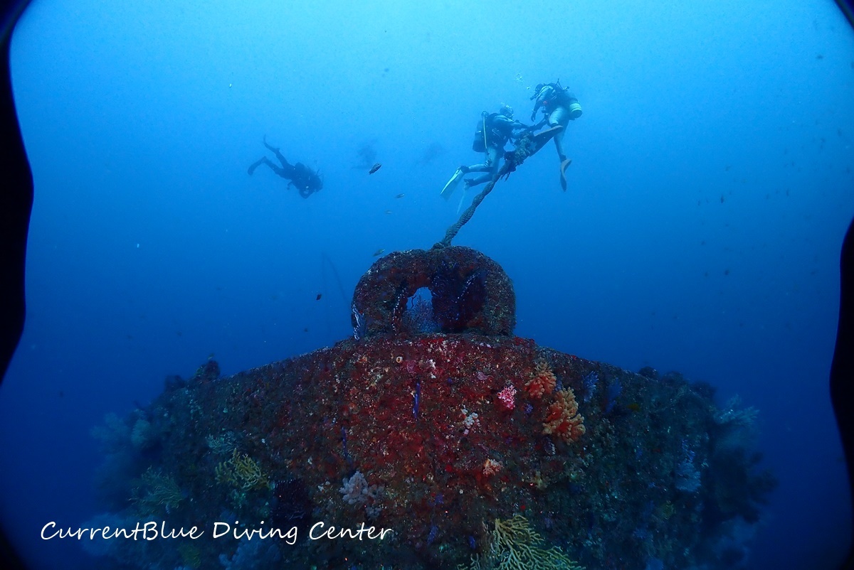 01カレントブルー熱海ツアー珊瑚とハナダイ (30)