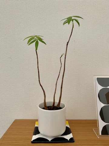 無印良品で買ったハイドロカルチャーの観葉植物　パキラ