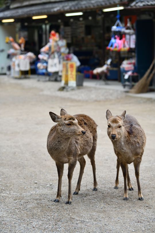 _20230108_083957_nara (55)