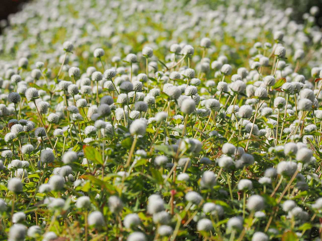 びっしりと花を残しているセンニチコウの白いの 2022年11月