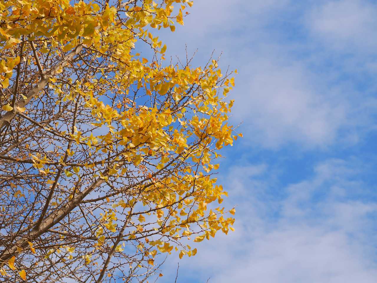 青空に葉を落としているイチョウが映える 2022年12月