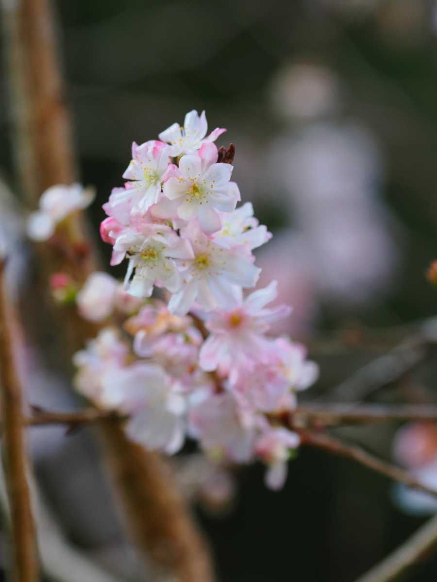 庭園の冬桜 2022年12月