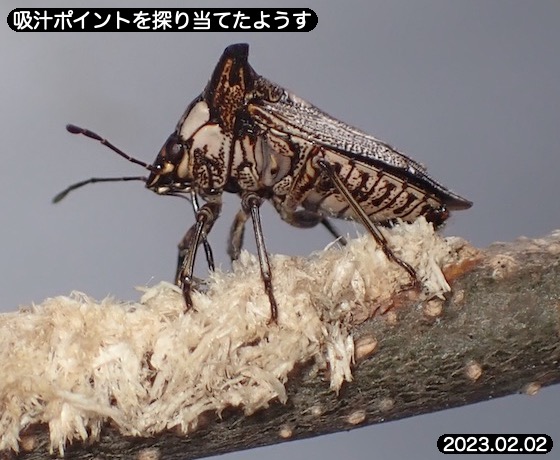 11牛亀虫吸汁産卵痕F2c