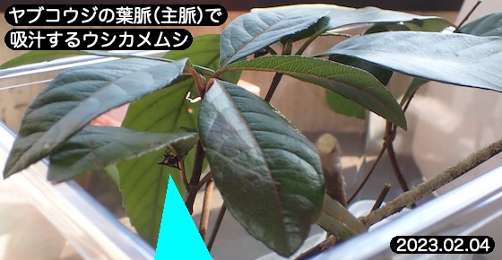 14牛亀虫吸汁藪柑子F4a