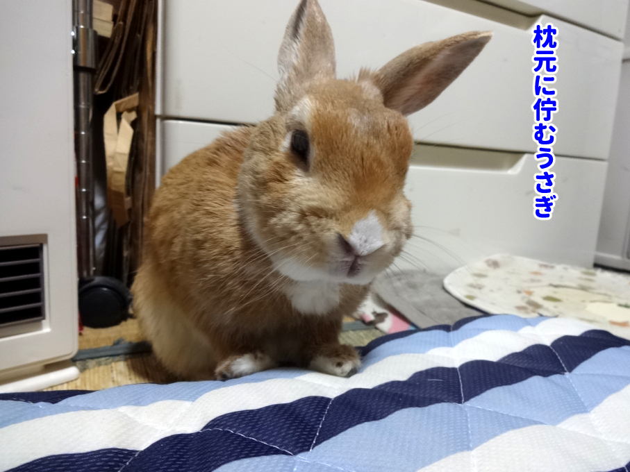枕元のうさぎ１