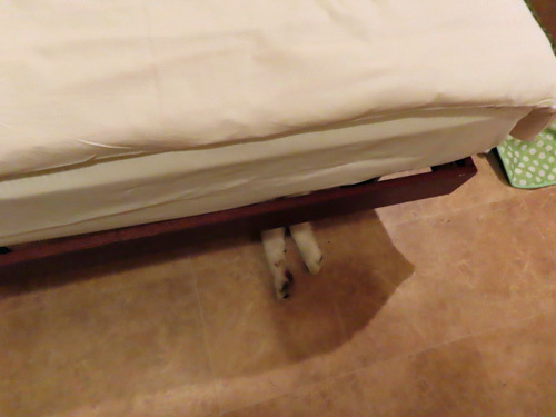 ベッドの下のマドレーヌ
