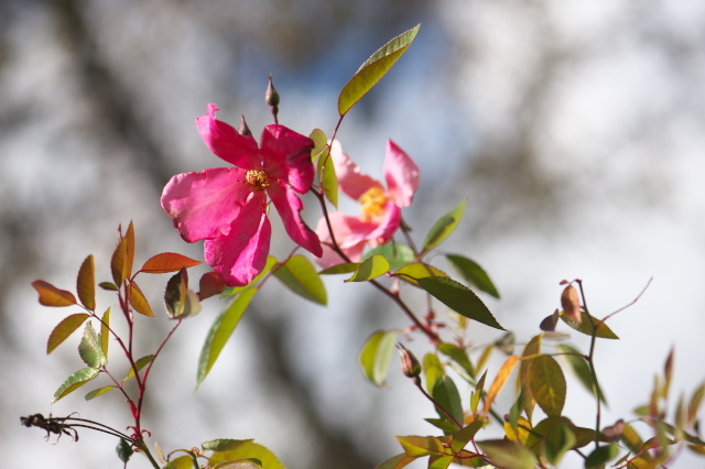 素朴な原種バラ・Rosa chinensis Mutabilis