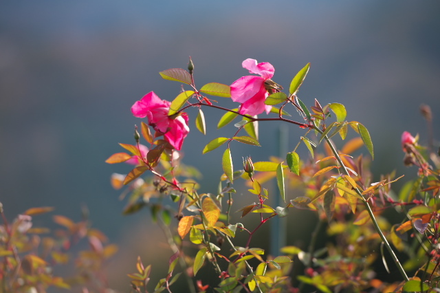 素朴な原種バラ・Rosa chinensis Mutabilis