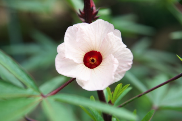 ローゼル（Roselle）、オクラに似た、ピンクの美しい花。