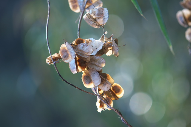 ヤマイモ科のオニドコロ、種鞘の美しい姿