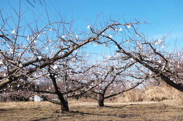 冬に咲く？新府の桃畑。
