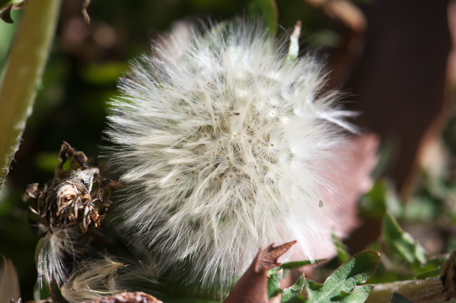 白花タンポポが綿毛を見せます。