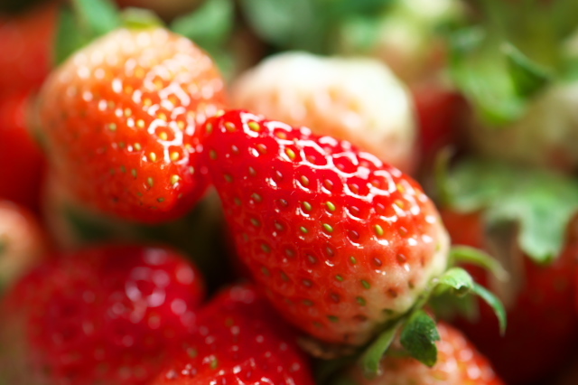 strawberry-11-25-2022-02.jpg