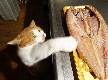 ホッケを狙う