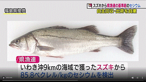 福島県漁連の検査でスズキから８５．８（Bq/kg）のセシウムが見つかったと報じるFTV