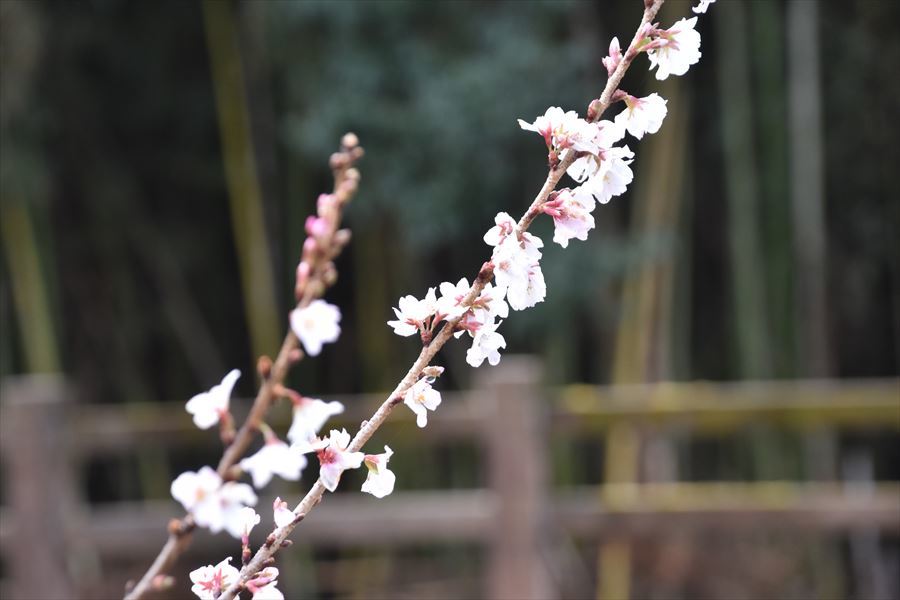イザナミ桜3