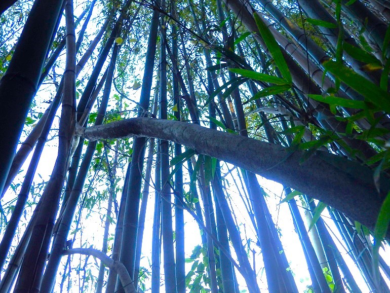 竹林の中で生えた木