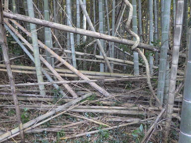 竹林の中の朽ちた竹