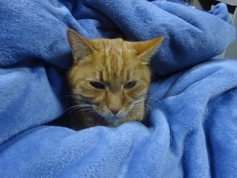 「どぉ～りで、湯たんぽの様に暖かいと思ったら、布団に潜りkんだ我が家の愛猫「如来くん」でした！①