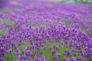 Hokkaido-Lavender.jpg