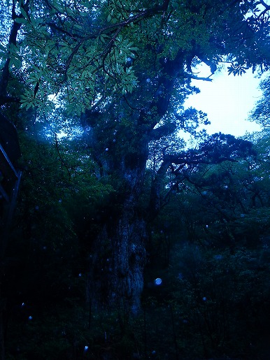 雨の似合う縄文杉