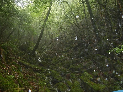 雨の似合う屋久島の森