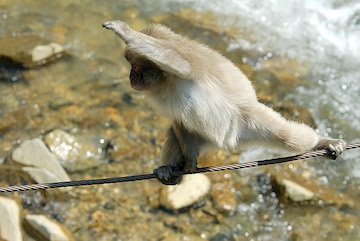 blog (6x4@240) 21854 Monkey on a Rope P, Jigokudani, Nagano-5.24.07 copy
